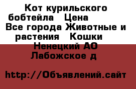 Кот курильского бобтейла › Цена ­ 5 000 - Все города Животные и растения » Кошки   . Ненецкий АО,Лабожское д.